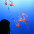 Monterey Bay Aquarium 153