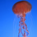 Monterey Bay Aquarium 155