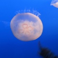 Monterey Bay Aquarium 157