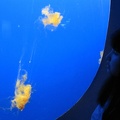 Monterey Bay Aquarium 159