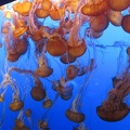 Monterey Bay Aquarium 162