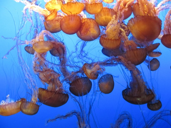 Monterey Bay Aquarium 163