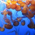 Monterey Bay Aquarium 163
