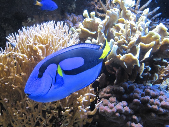Monterey Bay Aquarium 174