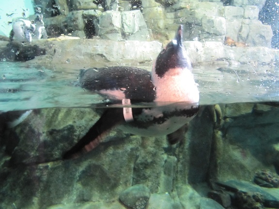 Monterey Bay Aquarium 183