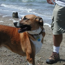 2006 San Mateo Dog Run