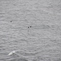 12th Anniversary Bodega Bay 106