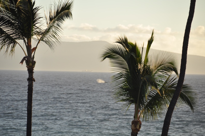 Maui 2012 430