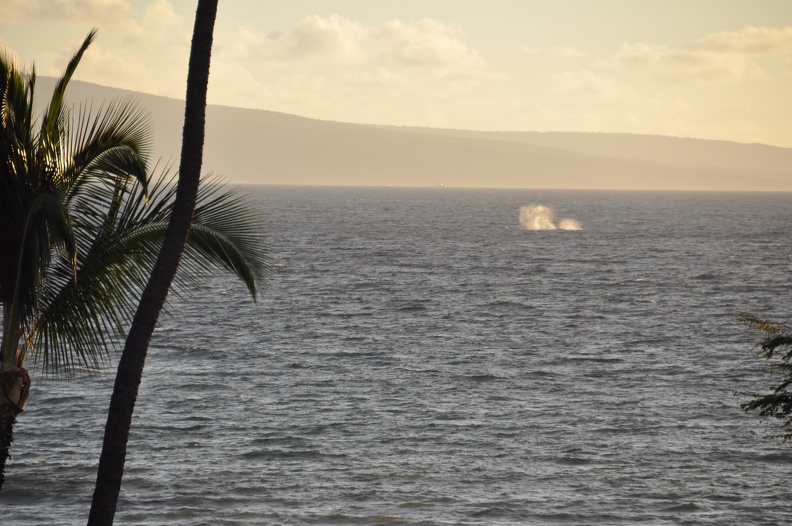 Maui 2012 436