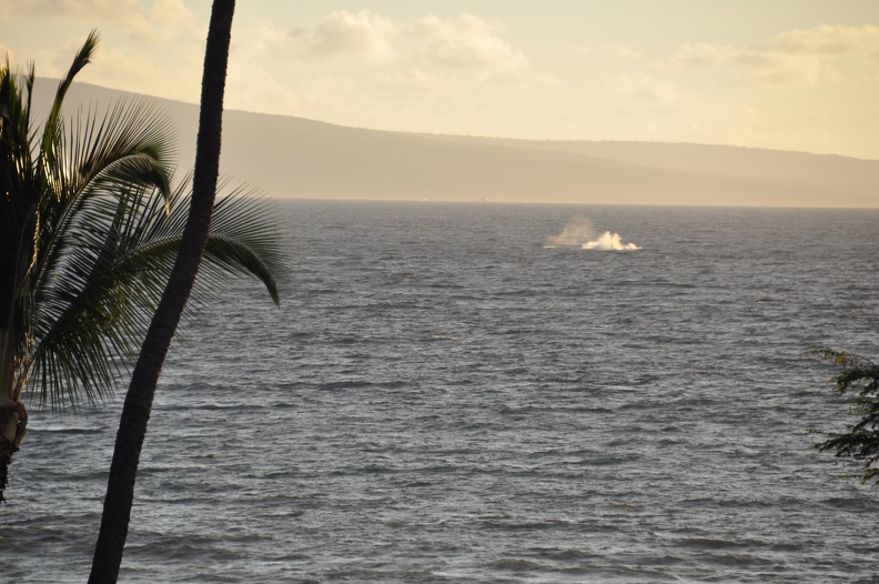 Maui 2012 438