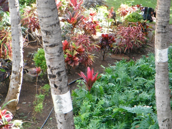 Maui 2012 604
