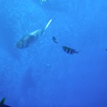 Maui 2012 750