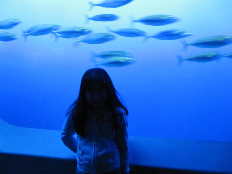 Monterey Bay Aquarium 152