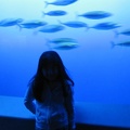 Monterey Bay Aquarium 152