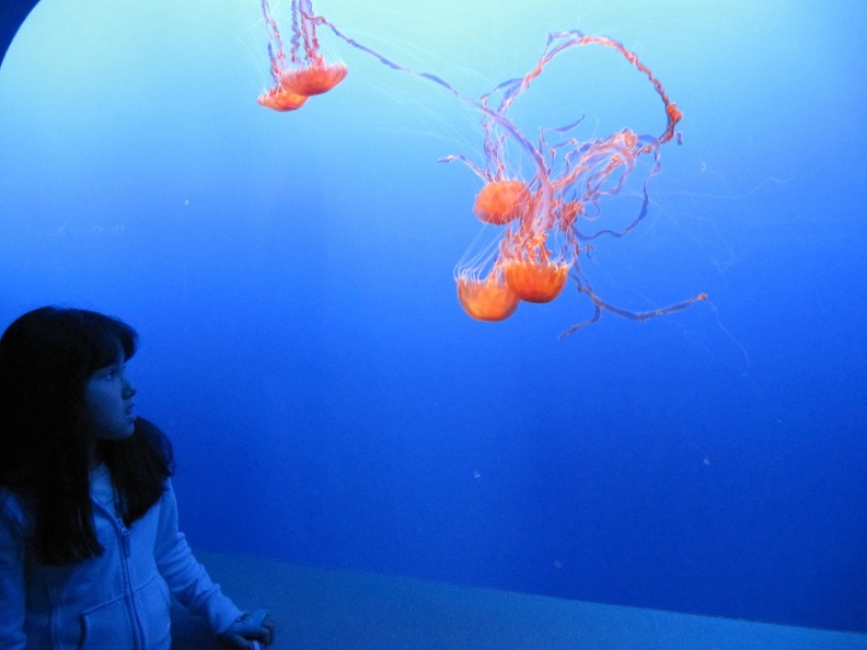 Monterey_Bay_Aquarium_154.jpg