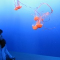 Monterey Bay Aquarium 154