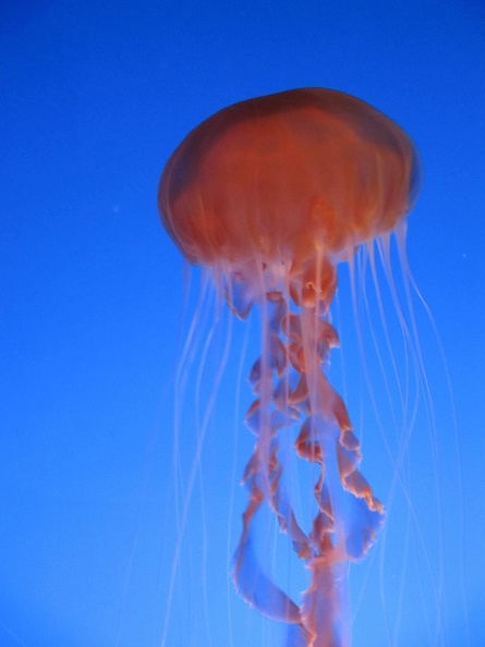 Monterey_Bay_Aquarium_155.jpg