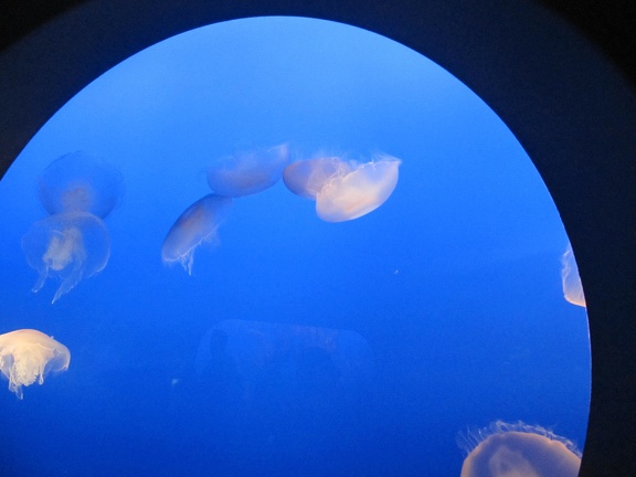 Monterey Bay Aquarium 156