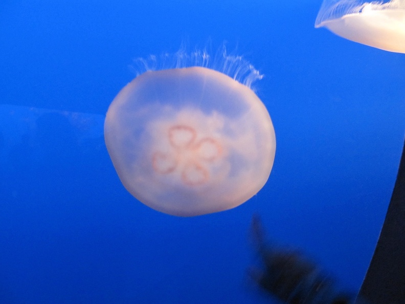 Monterey_Bay_Aquarium_157.jpg
