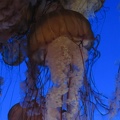 Monterey_Bay_Aquarium_164.jpg