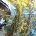 Monterey Bay Aquarium 169