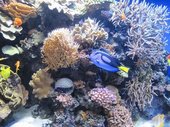 Monterey Bay Aquarium 173
