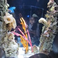 Monterey Bay Aquarium 177