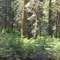 Yosemite 2011 - 098