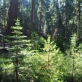 Yosemite 2011 - 102