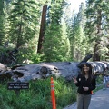 Yosemite 2011 - 136